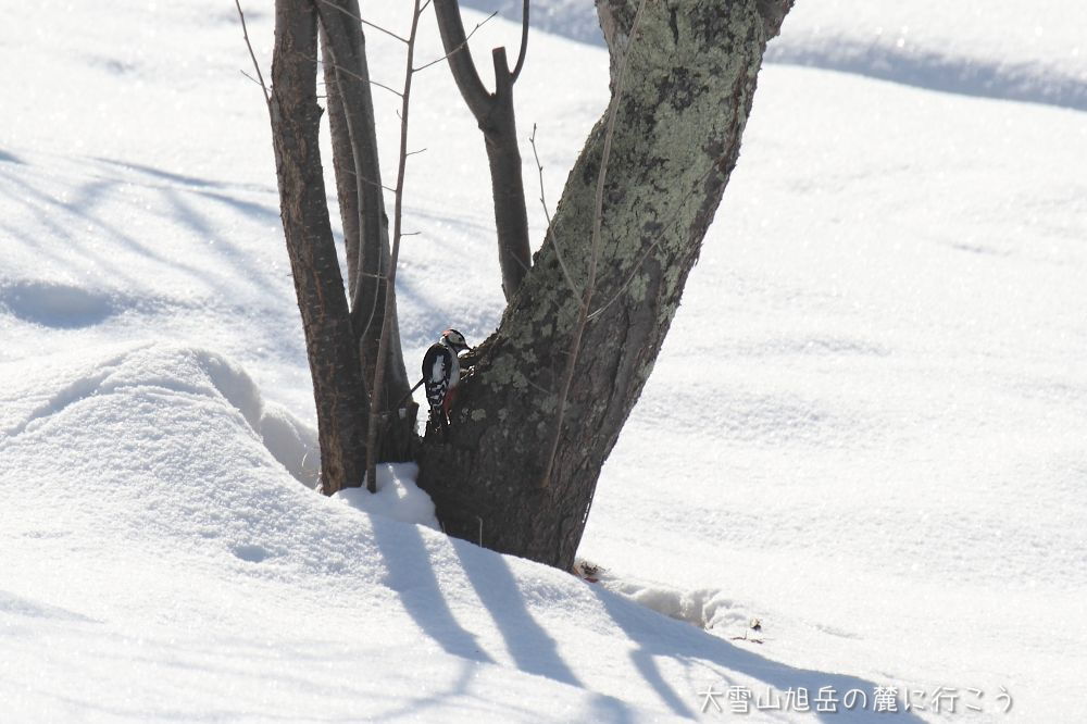 大雪山旭岳の麓に行こうシーズン2