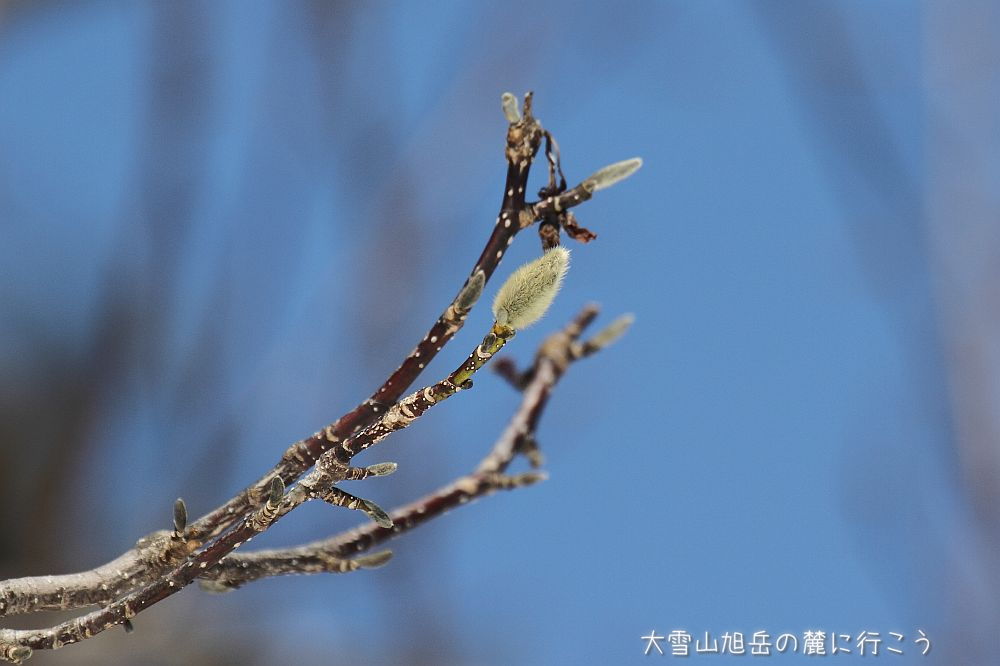 大雪山旭岳の麓に行こうシーズン2