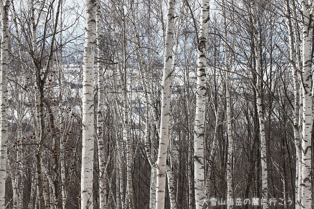 画像クリックで拡大、ドラッグで移動、ふたたびクリックで元に戻ります。 大雪山旭岳の麓に行こうシーズン2
