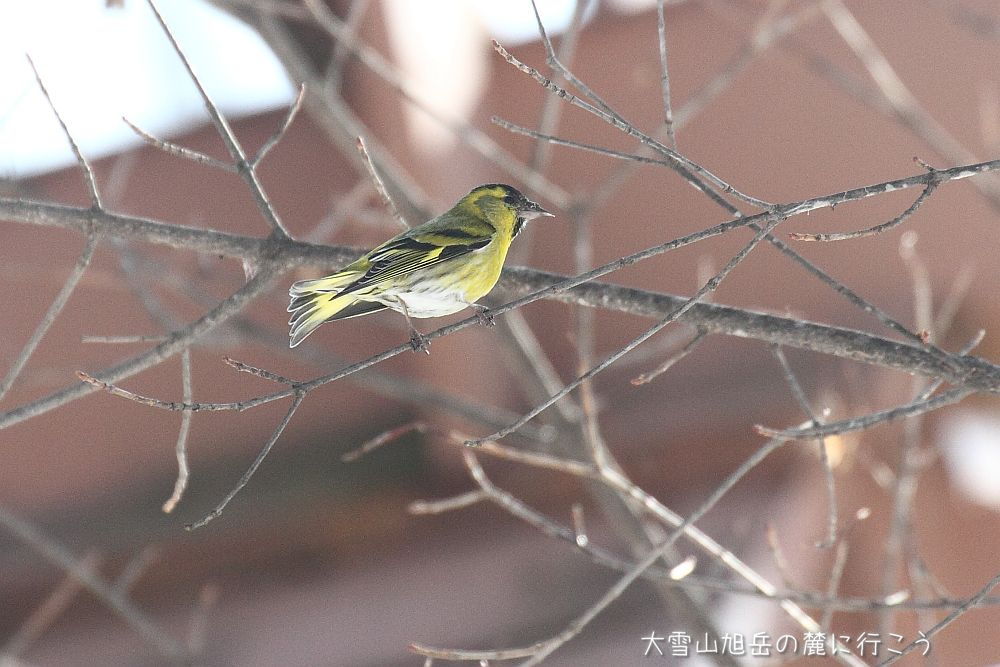 大雪山旭岳の麓に行こうシーズン2
