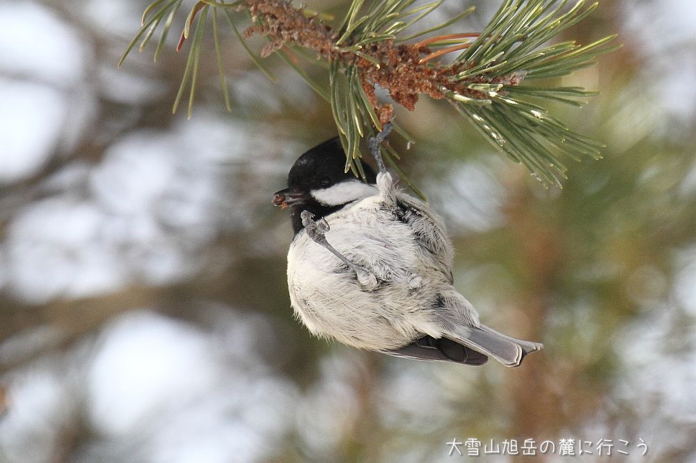 大雪山旭岳の麓に行こうシーズン2
