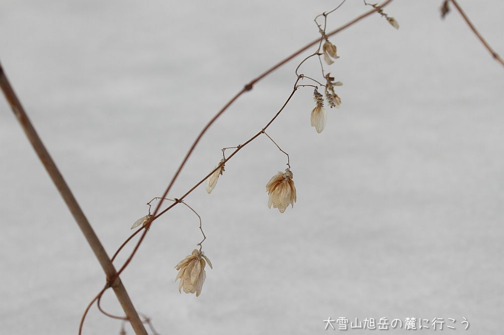 大雪山旭岳の麓に行こうシーズン2