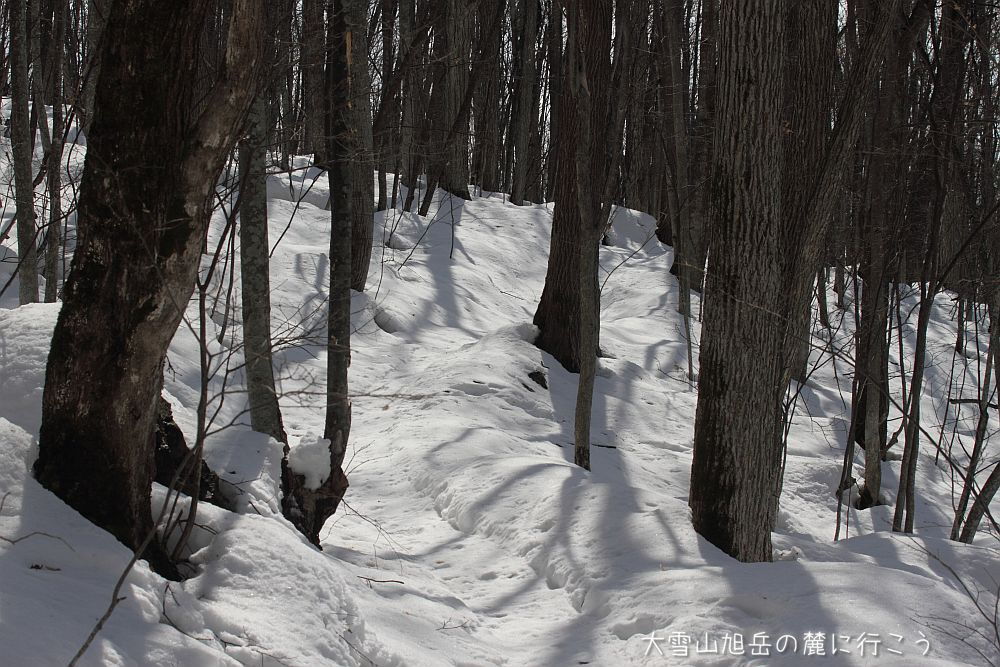 大雪山旭岳の麓に行こうシーズン2