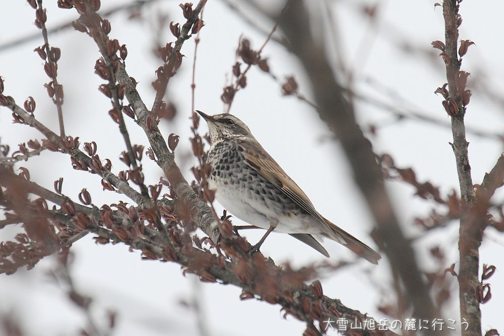 大雪山旭岳の麓に行こうシーズン2