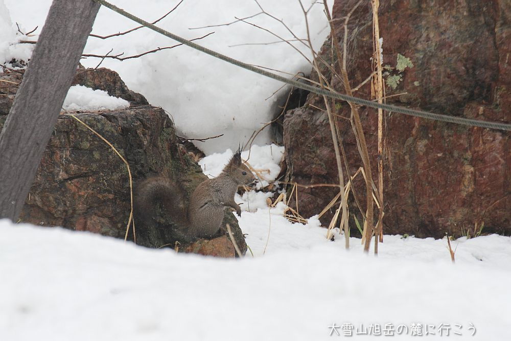 大雪山旭岳の麓に行こうシーズン2