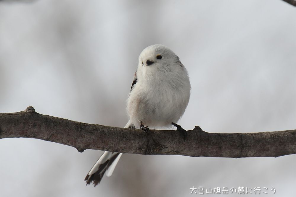大雪山旭岳の麓に行こうシーズン2