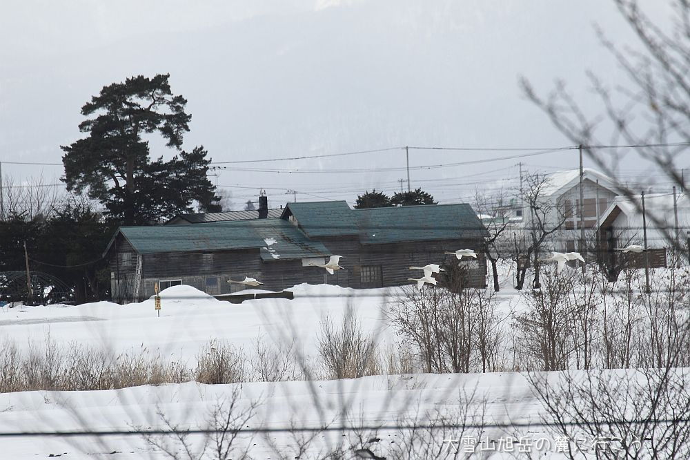 大雪山旭岳の麓に行こうシーズン2