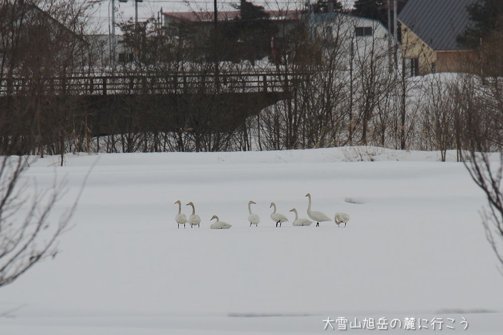 大雪山旭岳の麓に行こうシーズン2