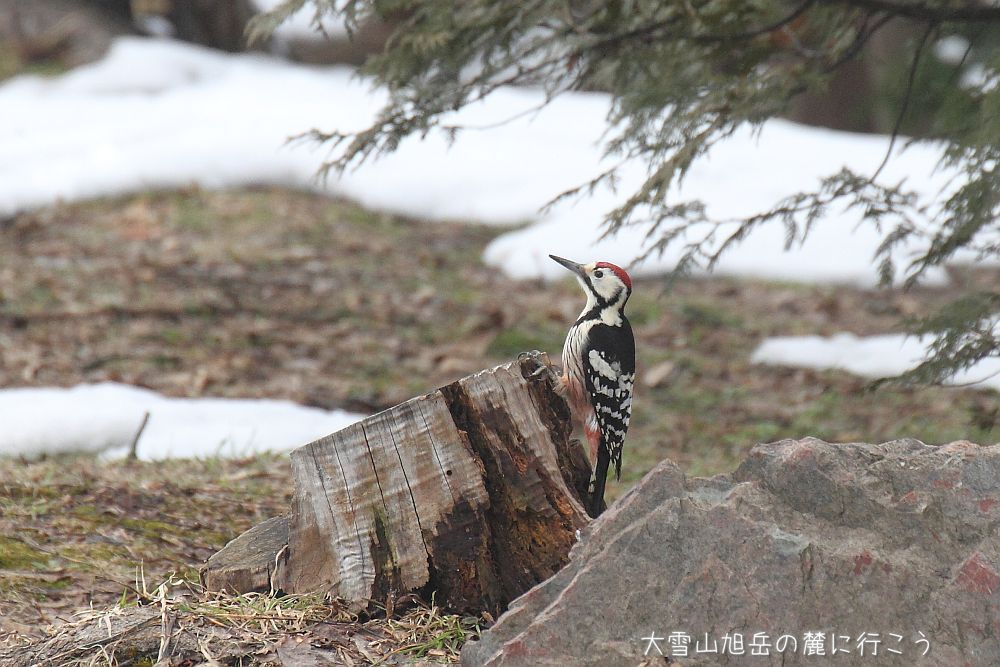 画像クリックで拡大、ドラッグで移動、ふたたびクリックで元に戻ります。 大雪山旭岳の麓に行こうシーズン2