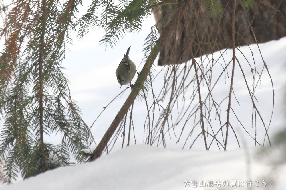 大雪山旭岳の麓に行こうシーズン2