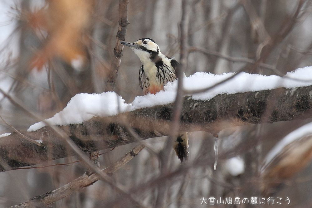 大雪山旭岳の麓に行こうシーズン2