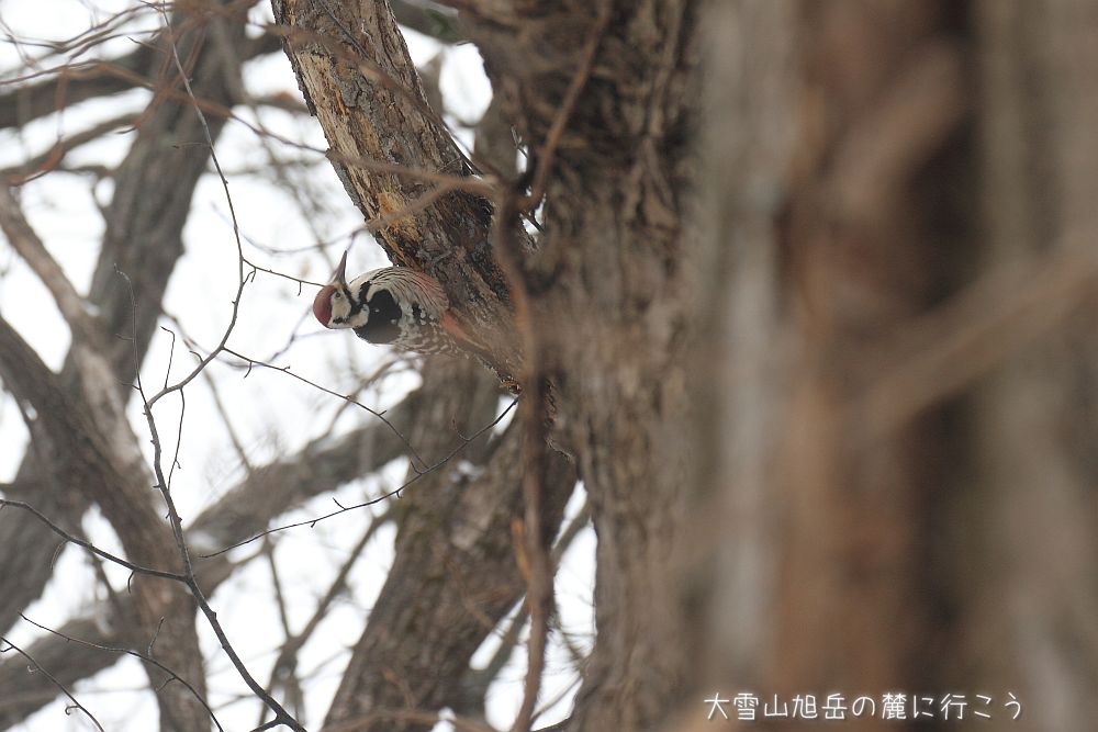 画像クリックで拡大、ドラッグで移動、ふたたびクリックで元に戻ります。 大雪山旭岳の麓に行こうシーズン2