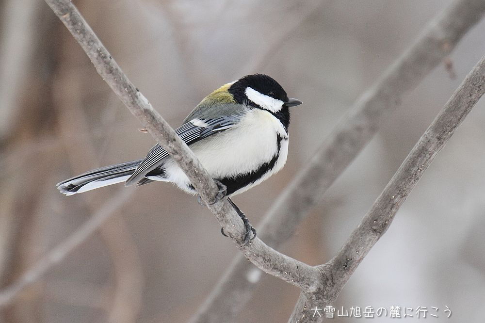 大雪山旭岳の麓に行こうシーズン2