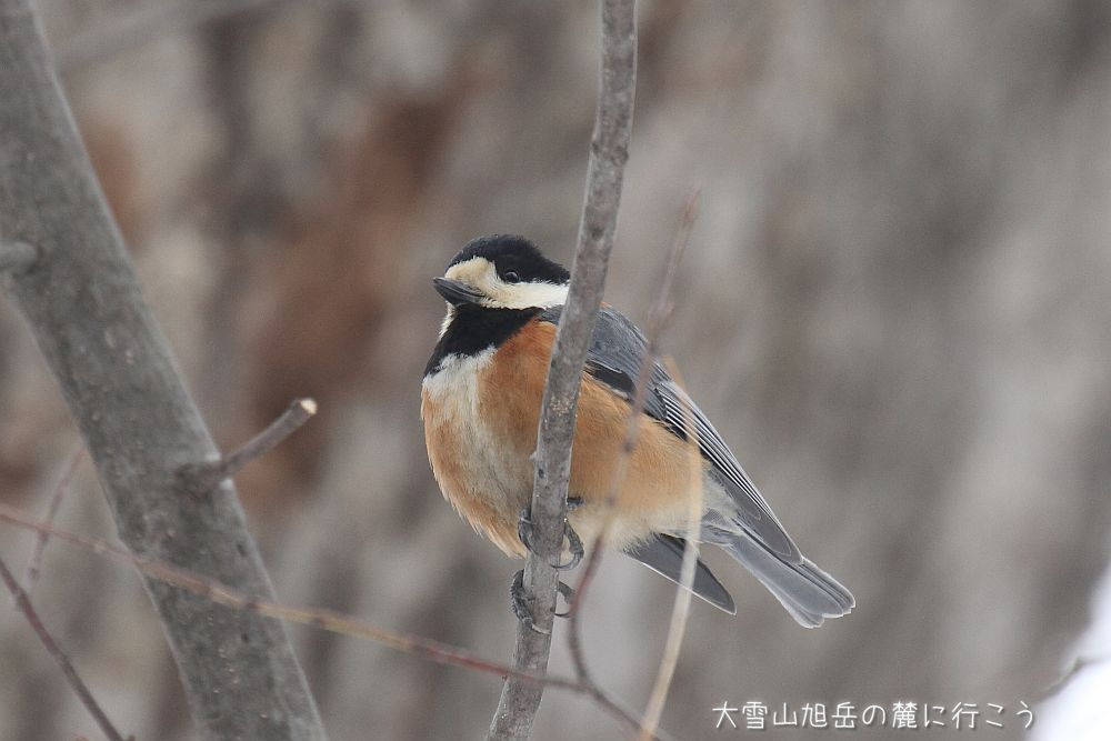 大雪山旭岳の麓に行こうシーズン2