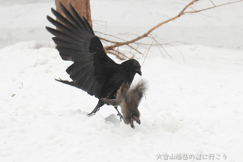 大雪山旭岳の麓に行こうシーズン2