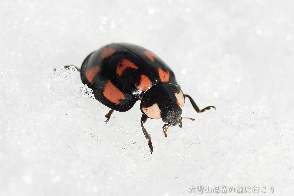 大雪山旭岳の麓に行こうシーズン2