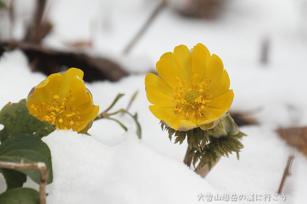 大雪山旭岳の麓に行こうシーズン2