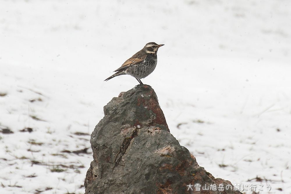 大雪山旭岳の麓に行こうシーズン2
