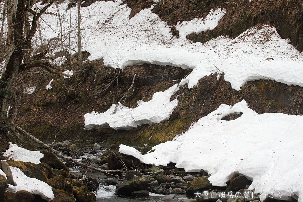 画像クリックで拡大、ドラッグで移動、ふたたびクリックで元に戻ります。 大雪山旭岳の麓に行こうシーズン2