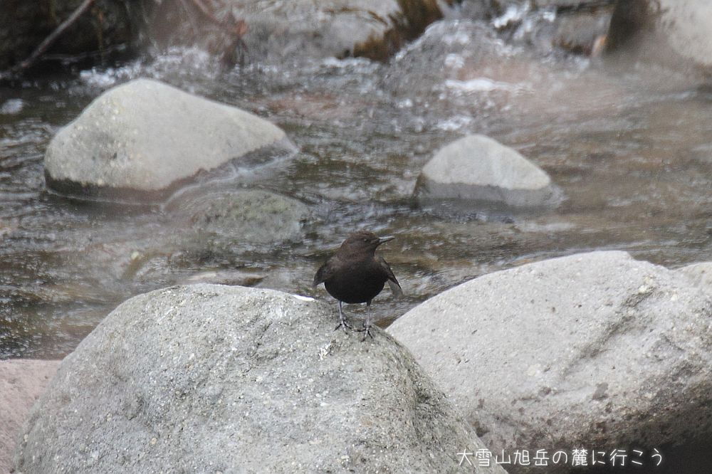大雪山旭岳の麓に行こうシーズン2
