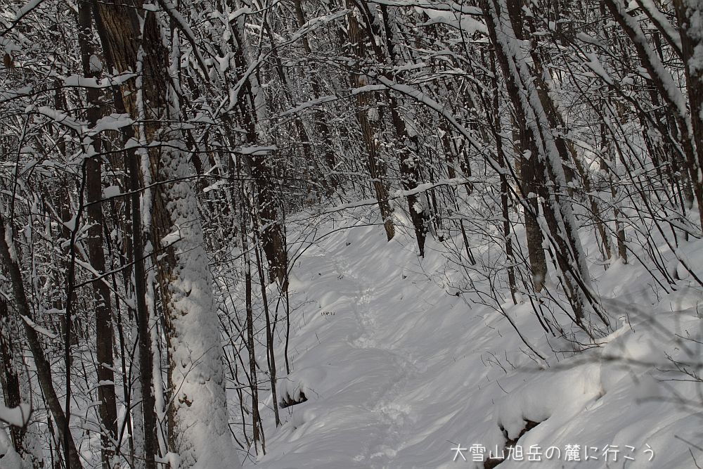 画像クリックで拡大、ドラッグで移動、ふたたびクリックで元に戻ります。 大雪山旭岳の麓に行こうシーズン2