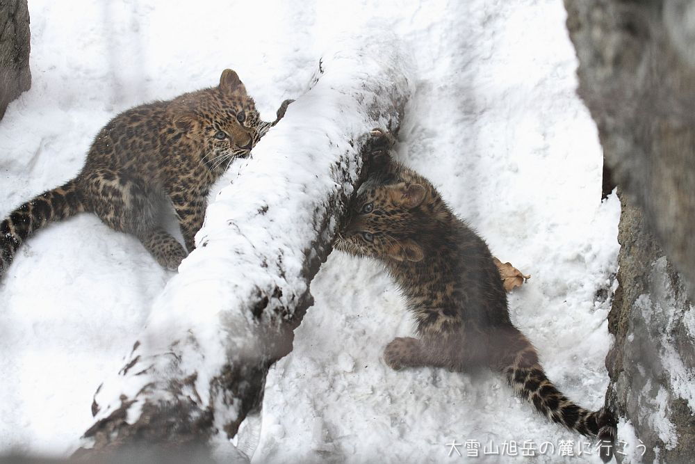 画像クリックで拡大、ドラッグで移動、ふたたびクリックで元に戻ります。 大雪山旭岳の麓に行こうシーズン2