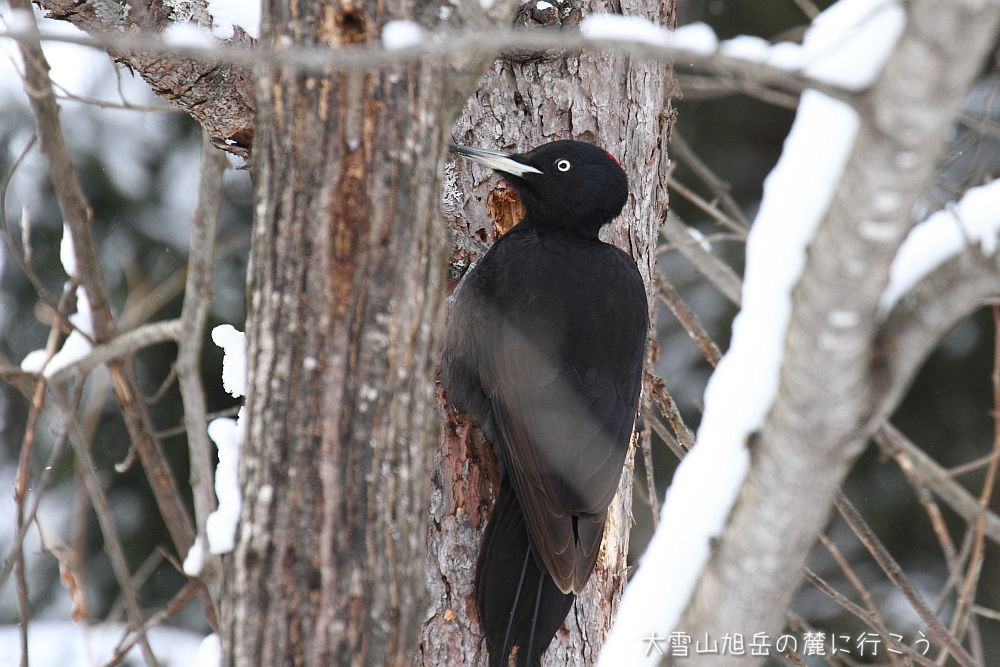 画像クリックで拡大、ドラッグで移動、ふたたびクリックで元に戻ります。 大雪山旭岳の麓に行こうシーズン2