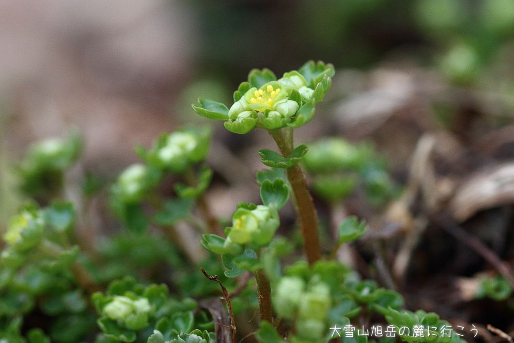 画像クリックで拡大、ドラッグで移動、ふたたびクリックで元に戻ります。 大雪山旭岳の麓に行こうシーズン2