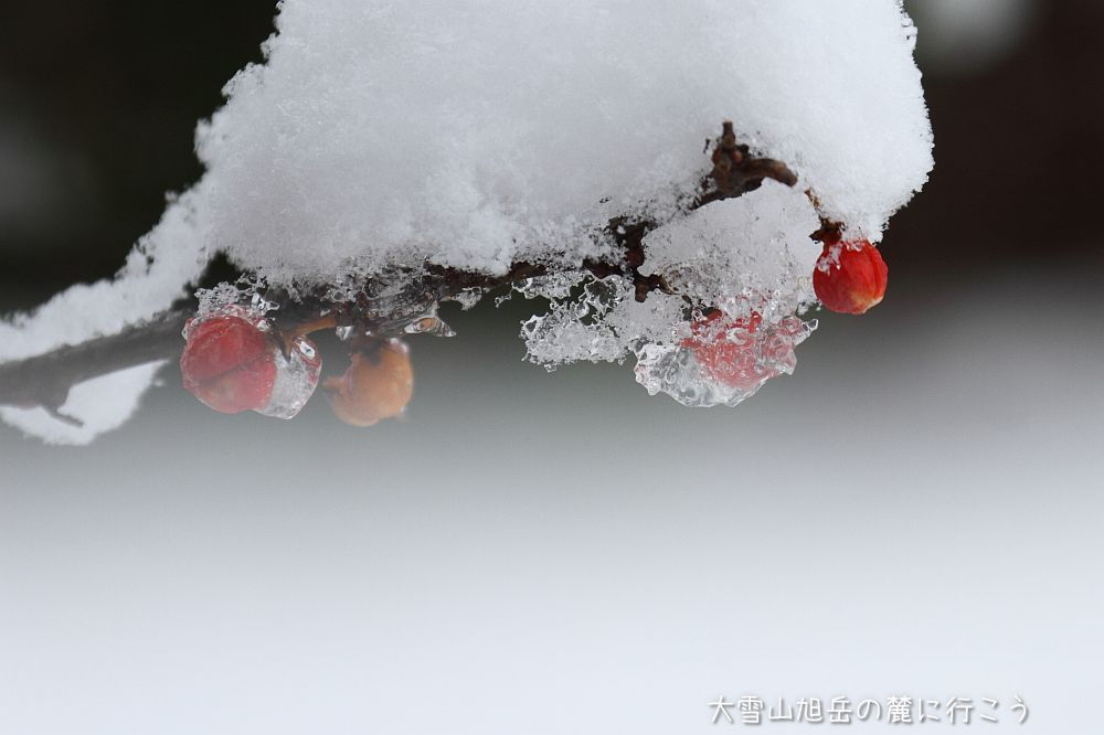 画像クリックで拡大、ドラッグで移動、ふたたびクリックで元に戻ります。 大雪山旭岳の麓に行こうシーズン2