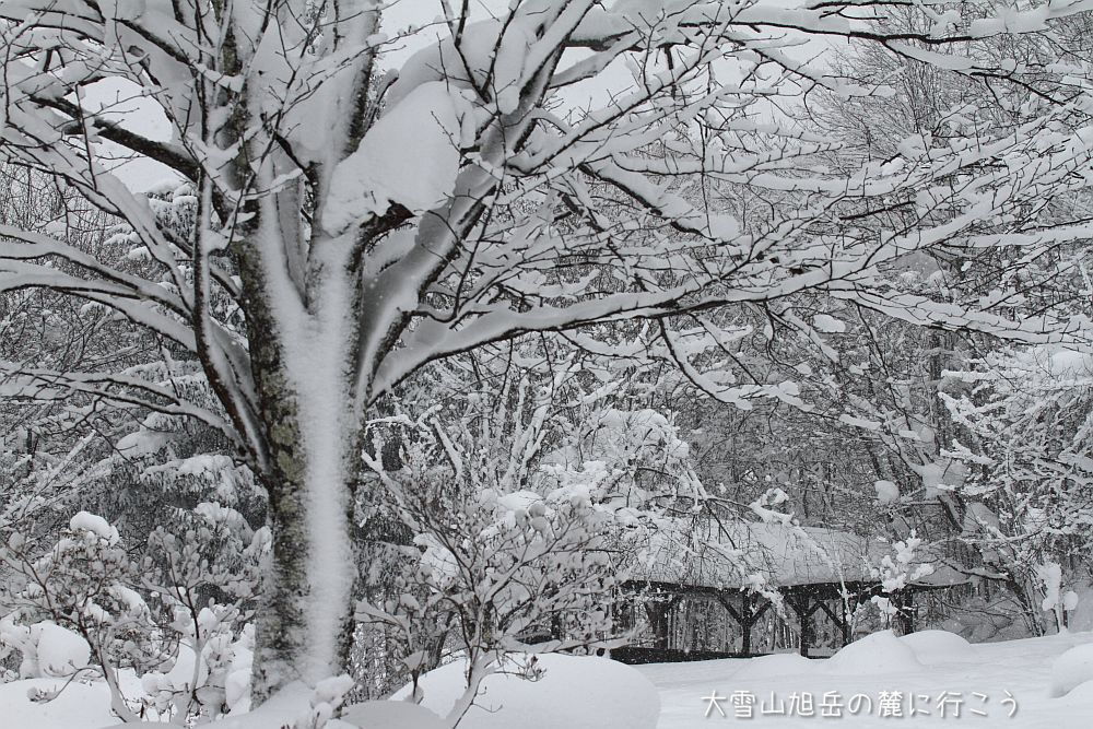 画像クリックで拡大、ドラッグで移動、ふたたびクリックで元に戻ります。 大雪山旭岳の麓に行こうシーズン2