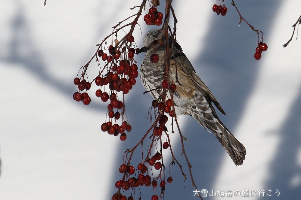 画像クリックで拡大、ドラッグで移動、ふたたびクリックで元に戻ります。 大雪山旭岳の麓に行こうシーズン2