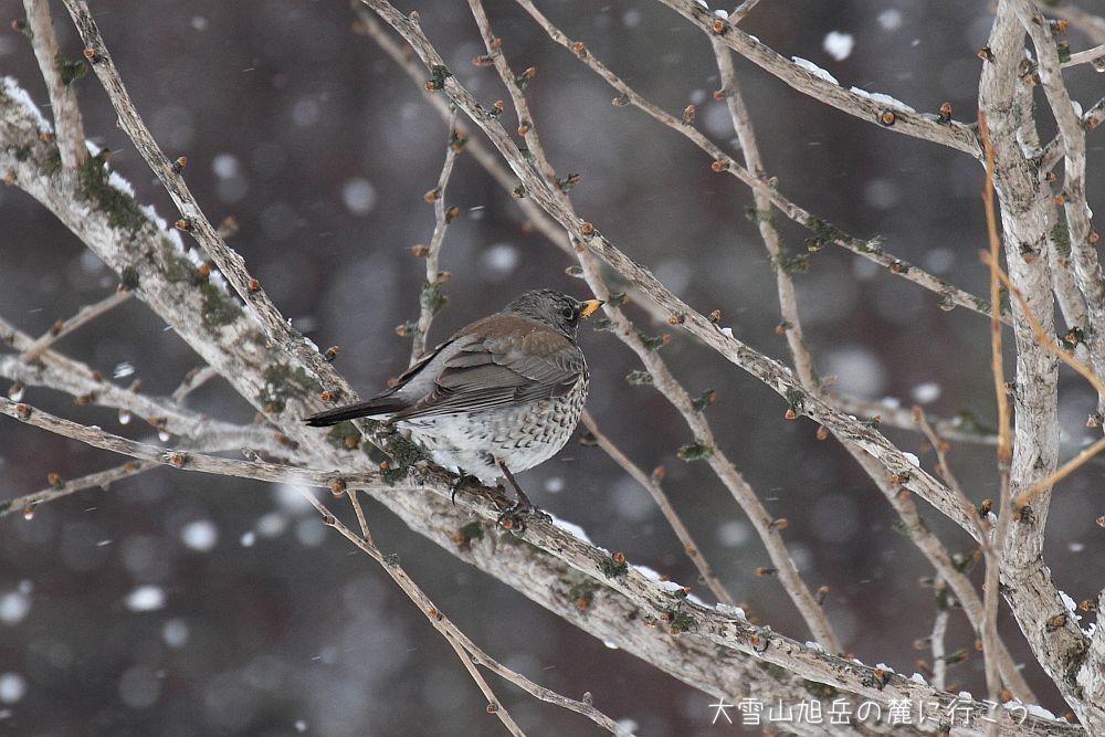 画像クリックで拡大、ドラッグで移動、ふたたびクリックで元に戻ります。 大雪山旭岳の麓に行こうシーズン2