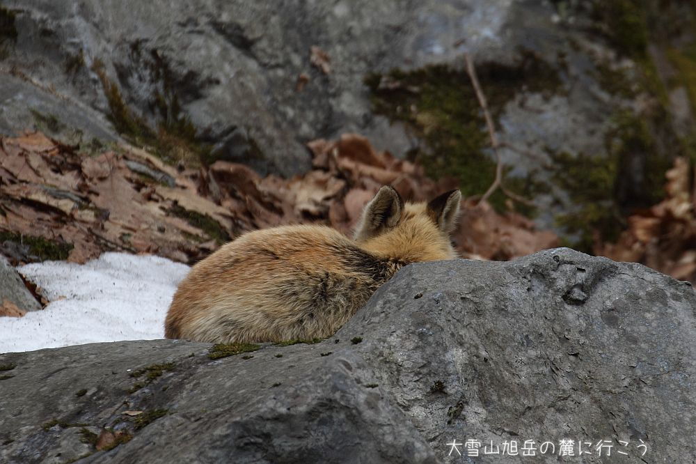 画像クリックで拡大、ドラッグで移動、ふたたびクリックで元に戻ります。 大雪山旭岳の麓に行こうシーズン2