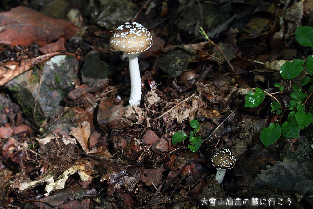 画像クリックで拡大、ドラッグで移動、ふたたびクリックで元に戻ります。 大雪山旭岳の麓に行こうシーズン2