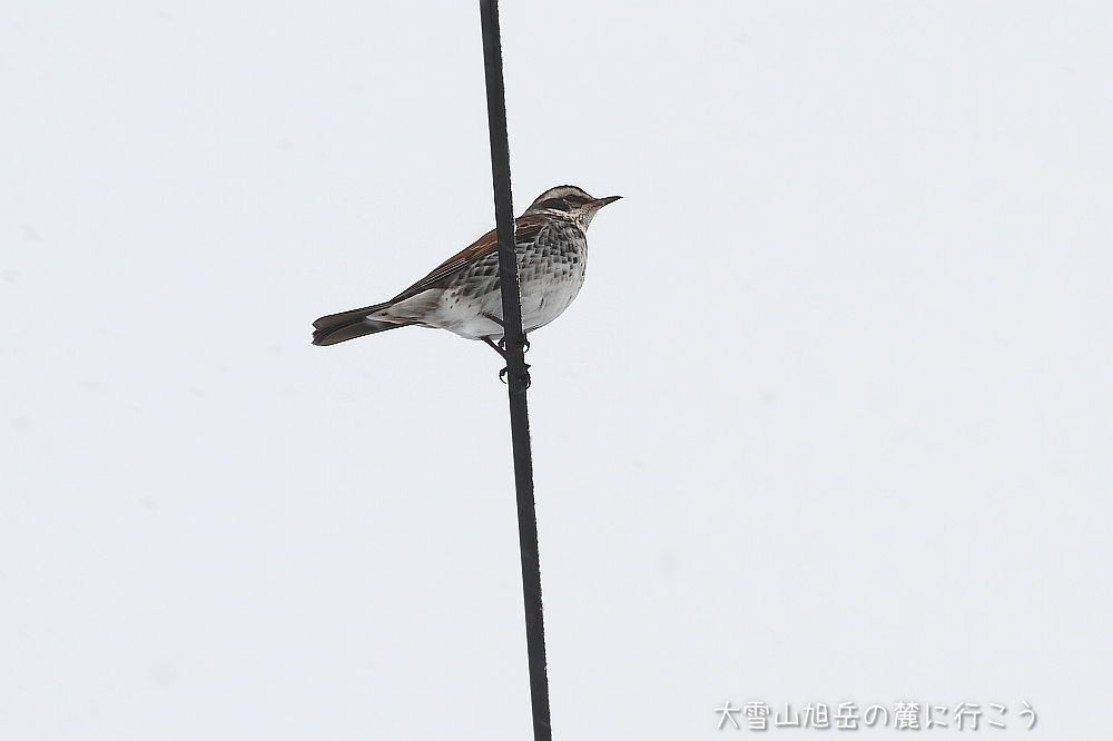 画像クリックで拡大、ドラッグで移動、ふたたびクリックで元に戻ります。 大雪山旭岳の麓に行こうシーズン2