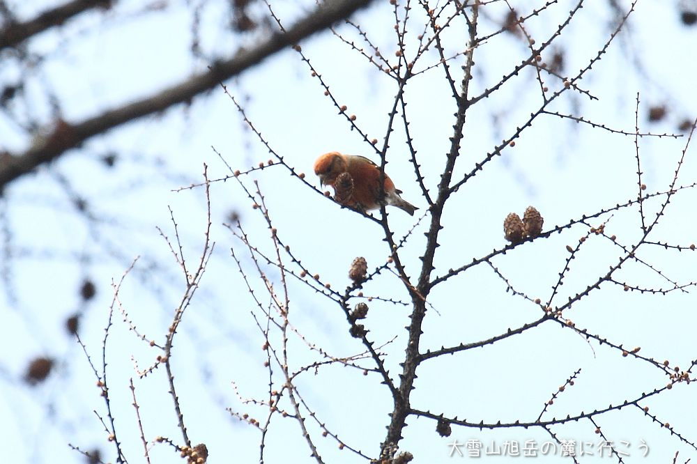 画像クリックで拡大、ドラッグで移動、ふたたびクリックで元に戻ります。 大雪山旭岳の麓に行こうシーズン2