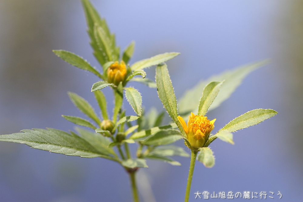画像クリックで拡大、ドラッグで移動、ふたたびクリックで元に戻ります。 大雪山旭岳の麓に行こうシーズン2
