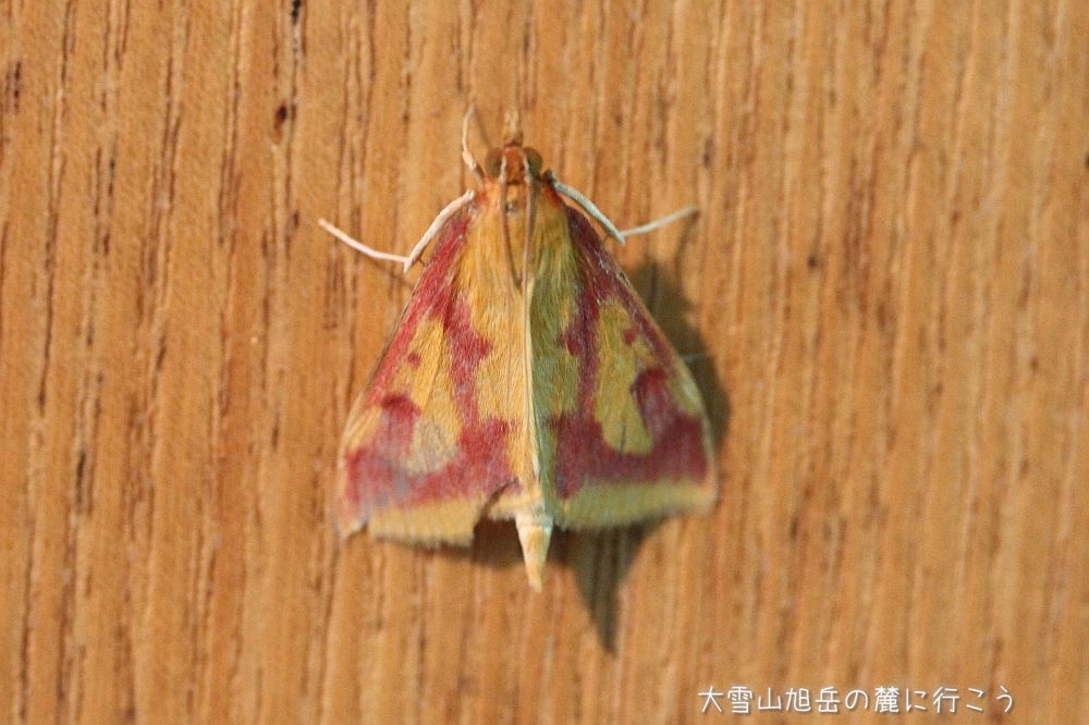 画像クリックで拡大、ドラッグで移動、ふたたびクリックで元に戻ります。 大雪山旭岳の麓に行こうシーズン2