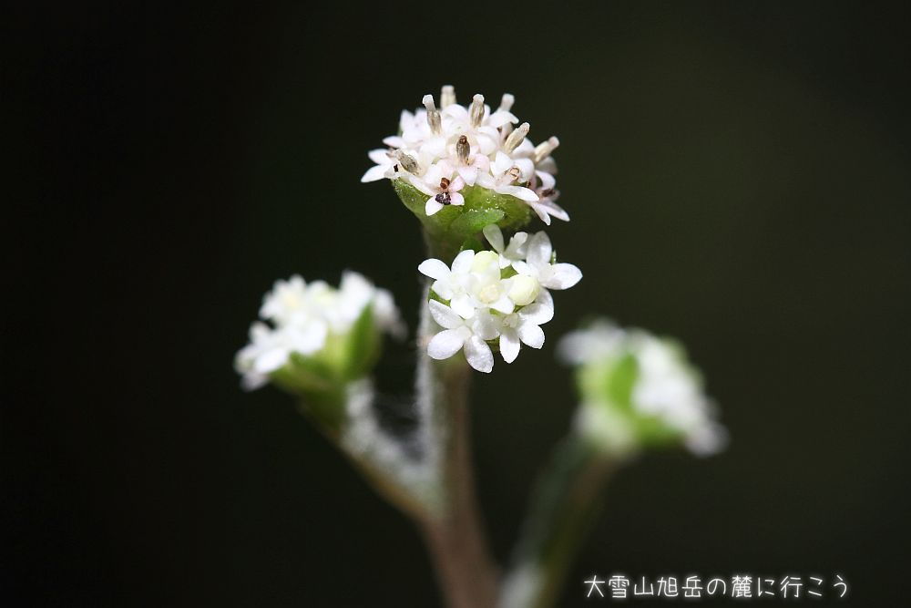 画像クリックで拡大、ドラッグで移動、ふたたびクリックで元に戻ります。 大雪山旭岳の麓に行こうシーズン2