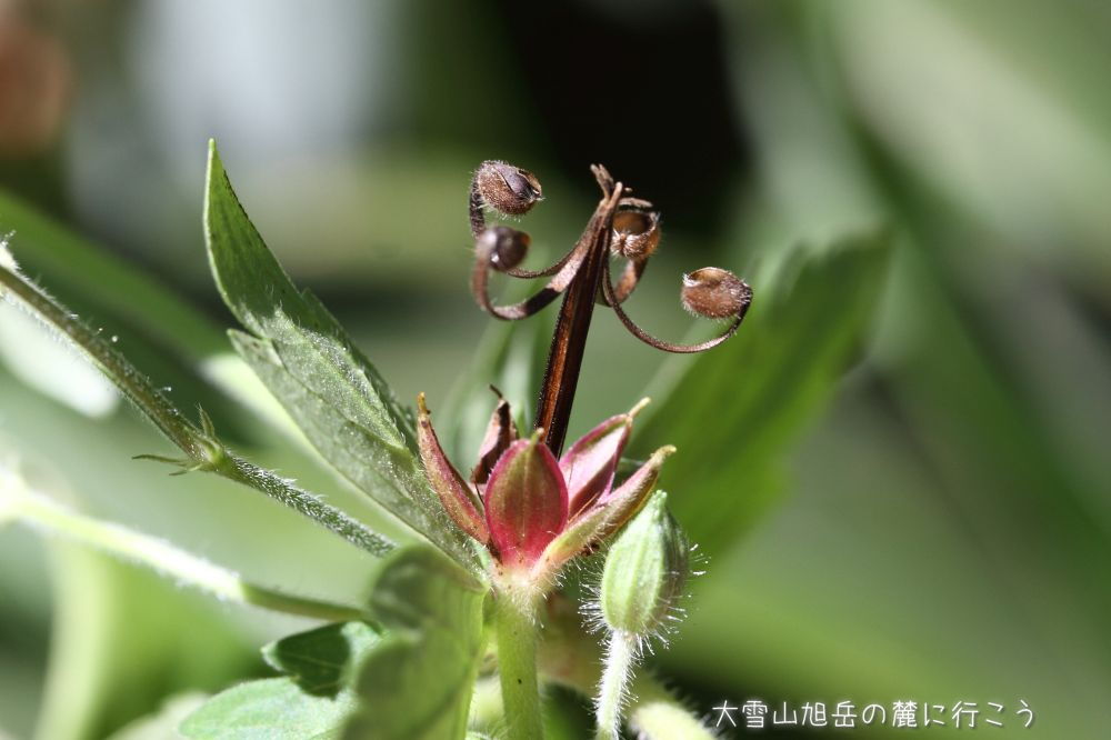 画像クリックで拡大、ドラッグで移動、ふたたびクリックで元に戻ります。 大雪山旭岳の麓に行こうシーズン2
