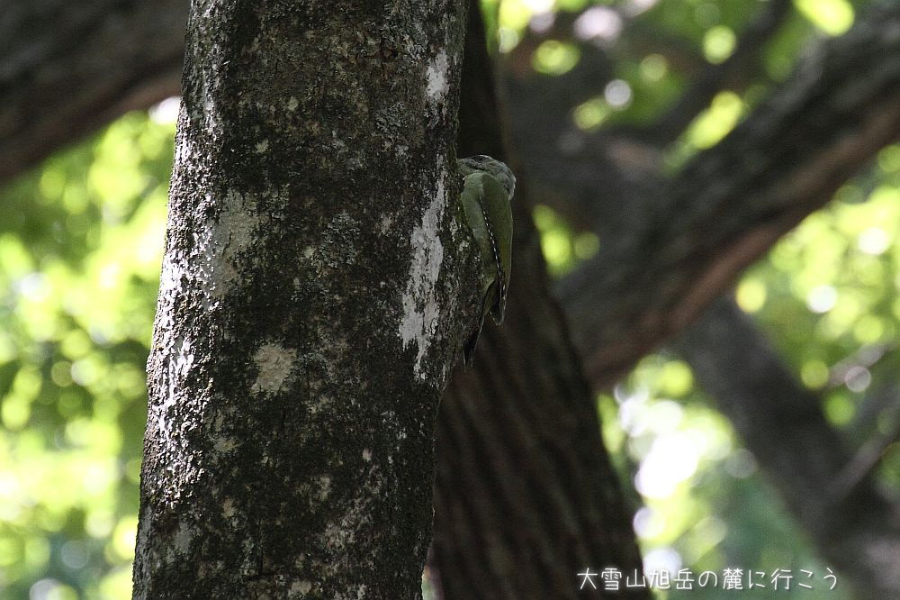 画像クリックで拡大、ドラッグで移動、ふたたびクリックで元に戻ります。 大雪山旭岳の麓に行こうシーズン2