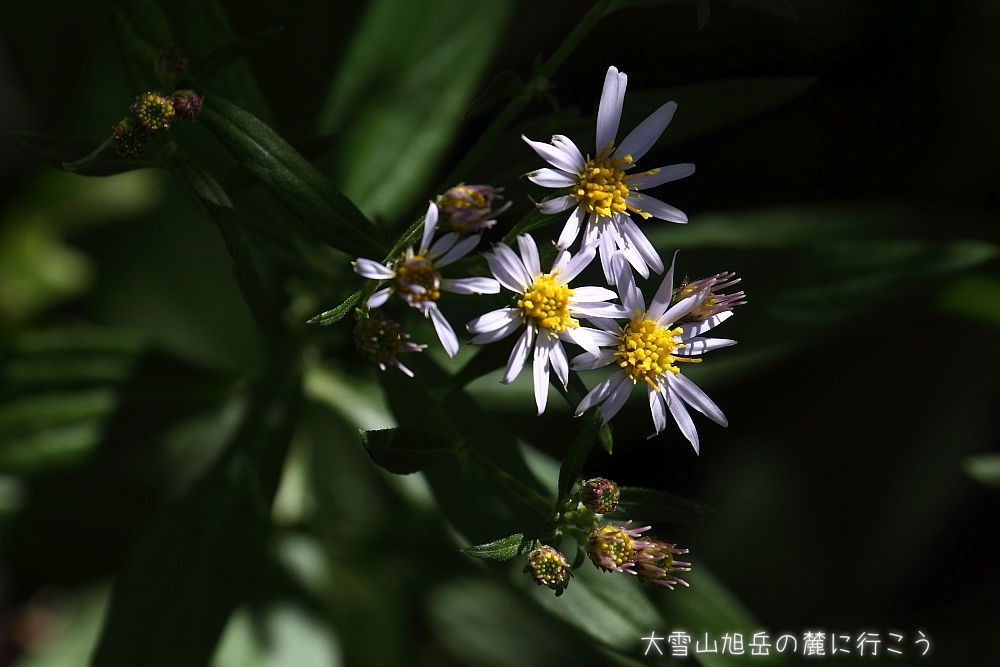 画像クリックで拡大、ドラッグで移動、ふたたびクリックで元に戻ります。 大雪山旭岳の麓に行こうシーズン2