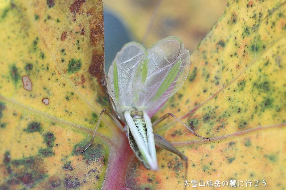 画像クリックで拡大、ドラッグで移動、ふたたびクリックで元に戻ります。 大雪山旭岳の麓に行こうシーズン2