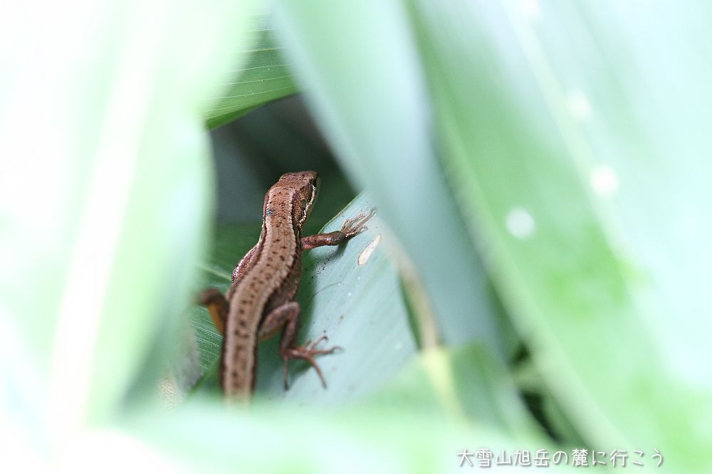 画像クリックで拡大、ドラッグで移動、ふたたびクリックで元に戻ります。 大雪山旭岳の麓に行こうシーズン2