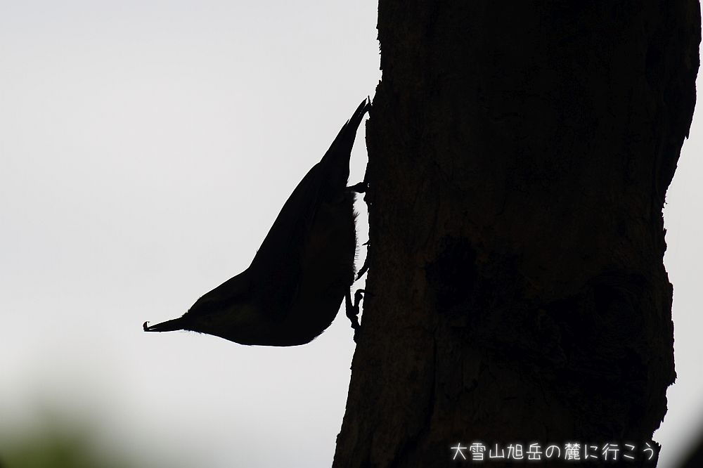 画像クリックで拡大、ドラッグで移動、ふたたびクリックで元に戻ります。 大雪山旭岳の麓に行こうシーズン2