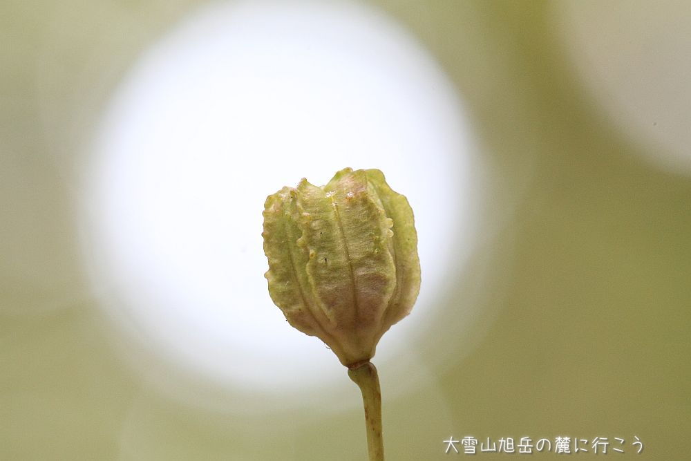 画像クリックで拡大、ドラッグで移動、ふたたびクリックで元に戻ります。 大雪山旭岳の麓に行こうシーズン2