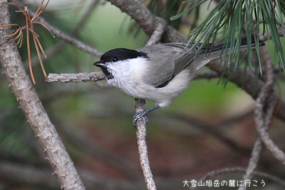 画像クリックで拡大、ドラッグで移動、ふたたびクリックで元に戻ります。 大雪山旭岳の麓に行こうシーズン2