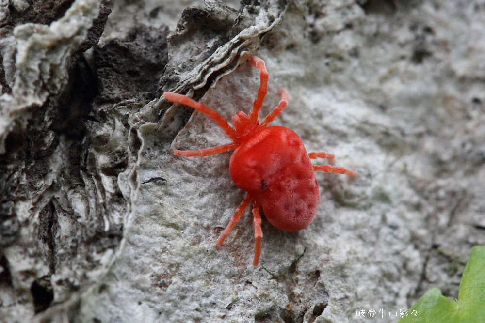 ラタニア レッド　高さ約130cm アカケダニ