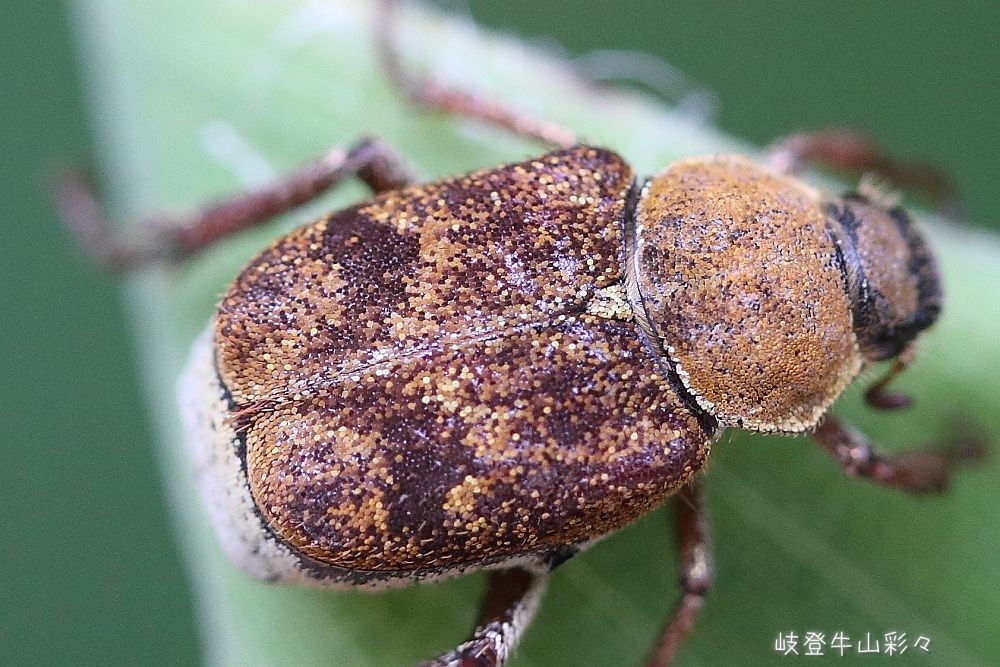 カバイロアシナガコガネ