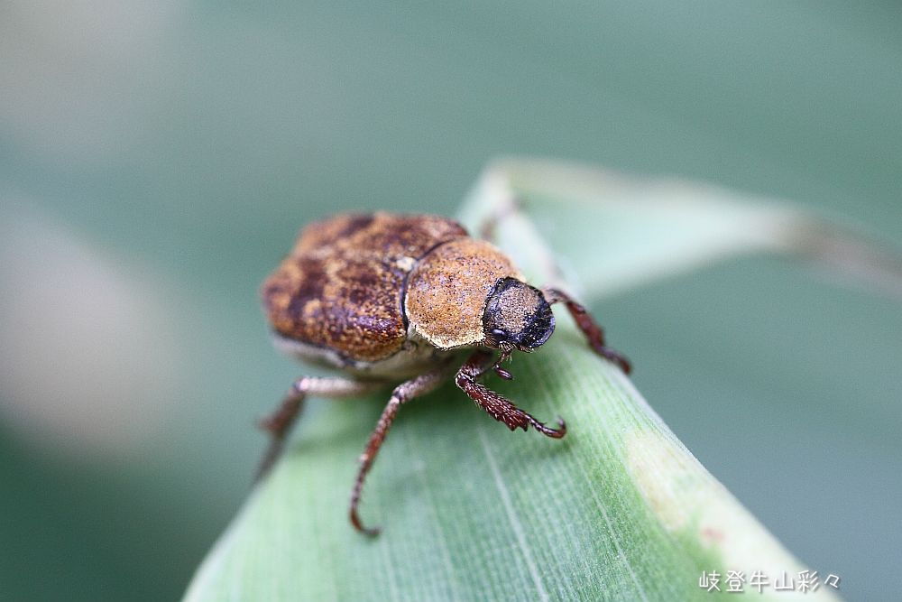 カバイロアシナガコガネ